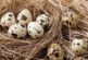 Ученый рассказал о российском эксперименте с яйцами перепелов на МКС — РИА Новости, 25.10.2021