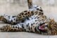 Приморский парк спас леопарда из передвижного зоопарка — РИА Новости, 24.12.2021