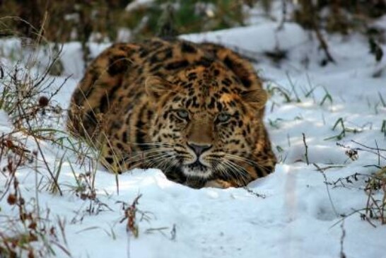 В поселке Оленевод краснокнижный леопард украл козу — РИА Новости, 20.01.2022