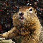 Космонавтам предложили перенять опыт гибернации сусликов