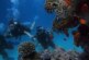 Новое исследование прогнозирует массовое вымирание морских обитателей