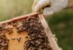 Выяснились подробности смерти пчеловода на подмосковной пасеке