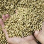 Эксперты оценили последствия выхода России из «зерновой сделки» для Украины