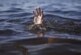 В Подмосковье утонул участник заплыва «моржей»
