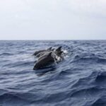 В Севастополе назвали случай с выброшенными в море дельфинами вопиющим