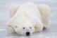 Белые медведи на острове Врангеля погрызли беспилотник  «Орлан»