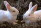 Российские ученые изобрели искусственную вагину для кроликов