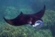 В Мексике на плававшую туристку напал гигантский морской дьявол