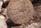 Найдено причудливое «табло» для игры в мяч цивилизации индейцев майя