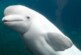 Правительсво Норвегии призвало не контактировать с «российским китом-шпионом»