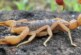Daily Star: Желтохвостые скорпионы из Европы наводнили Великобританию