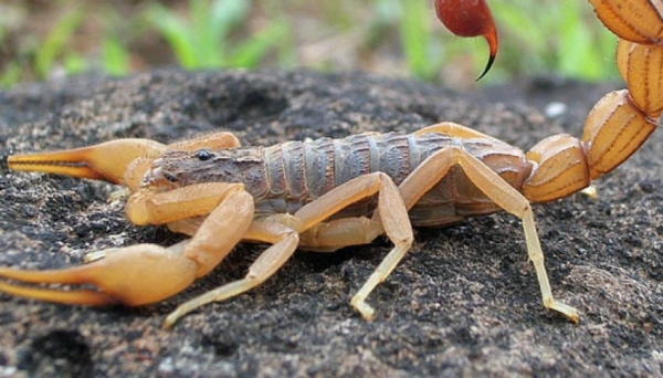 Daily Star: Желтохвостые скорпионы из Европы наводнили Великобританию