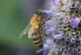 В США мужчина пострадал от роя из 1000 пчел-убийц