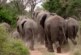 В Индии стадо диких слонов затоптало семью с 3-летней девочкой