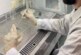 Российские ученые создали суперпатоген: все антибиотики бессильны
