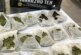 Бельгийская овчарка нашла марихуану в чайных пакетиках у пассажира из Тегерана