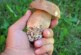 Сибирские ученые разработали проект лунной фермы для выращивания грибов