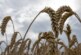 Украинских фитосанитаров поймали на взятках: «крышевали» зерновую сделку