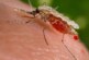 Генетики призвали не убивать, а лечить малярийных комаров