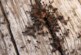 Европа столкнулась с вторжением опасных муравьев: поражают компьютеры и автомобили