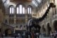 Врачи напали на динозавра в Музее естественной истории ради экологии