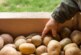 Из-за серьезной болезни россиянам запретили на три года сажать картошку