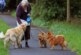Выявлена связь между наличием собаки и развитием старческой деменции