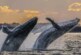 Раскрыта тайна пения китов: как мелодии морских млекопитающих разносятся по океану