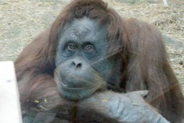 Выяснились обстоятельства побега орангутана из зоопарка: ушел через окно