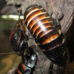 В Зеленограде похищен террариум с пятью мадагаскарскими тараканами