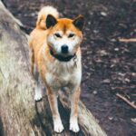 Три собаки породы акита-ину затерроризировали жителей СНТ на юге Подмосковья